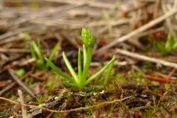 Phylloglossum drummondii. Fertile plant with a single strobilus borne terminally on a leafless stalk.
 Image: L.R. Perrie © Leon Perrie CC BY-NC 4.0